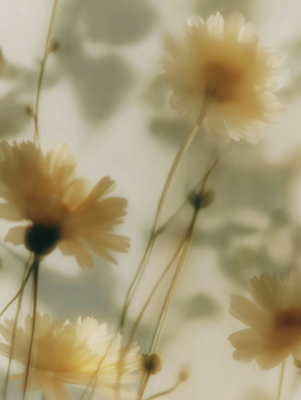 Kamillenblütenextrakt