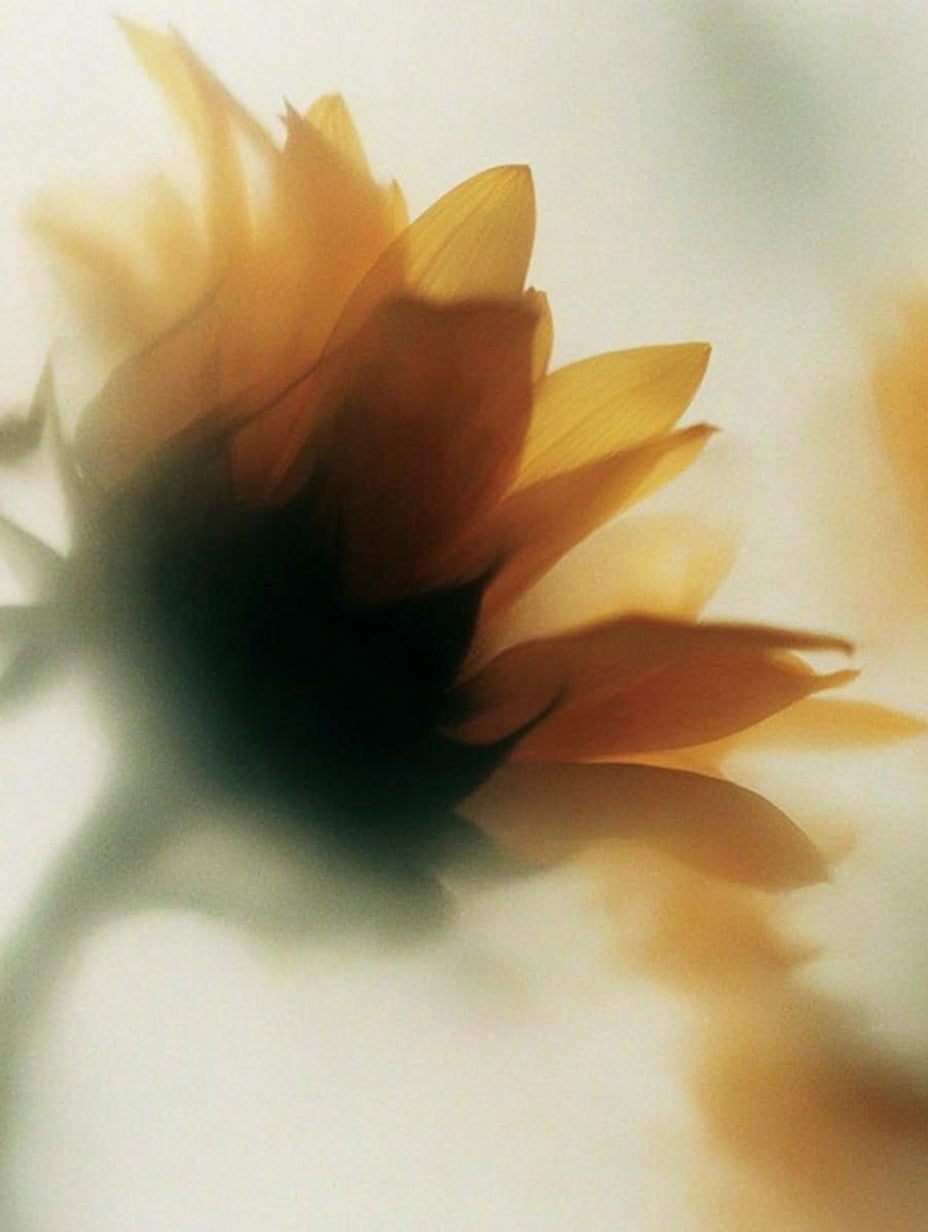 Sonnenblumenöl